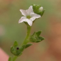 Heliotropium zeylanicum (Burm.f.) Lam.